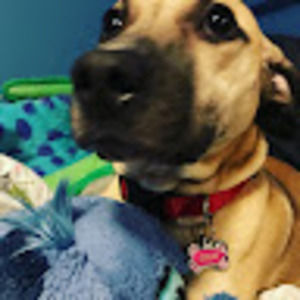 Meet your Posher, Logan